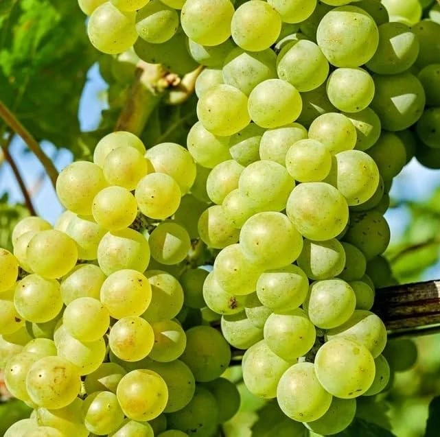 White Grape Vine Live Plant - Sweet Grapevine, Dormant, 6-12 inches Tall - Image 6