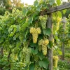 White Grape Vine Live Plant - Sweet Grapevine, Dormant, 6-12 inches Tall - Image 1