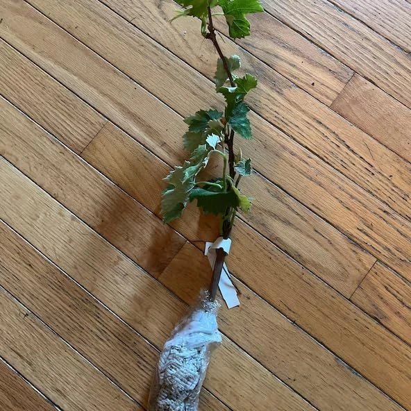White Grape Vine Live Plant - Sweet Grapevine, Dormant, 6-12 inches Tall - Image 7