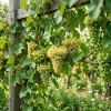 White Grape Vine Live Plant - Sweet Grapevine for Planting, Bare Root, 6-12" Tall, Zone 5-9 Outdoor - Image 1