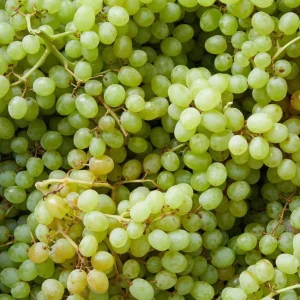 White Grape Vine Live Plant - Sweet Grapevine for Planting, Bare Root, 6-12