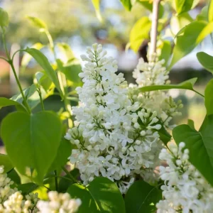 White Lilac Bush Live Plant - Fragrant Syringa Flowers, 4-inch Pot, Outdoor - Image 2