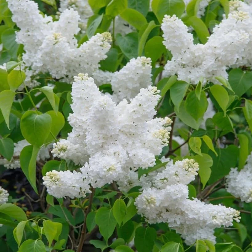 White Lilac Bush Live Plant - Fragrant Syringa Flowers, 4-inch Pot, Outdoor - Image 6