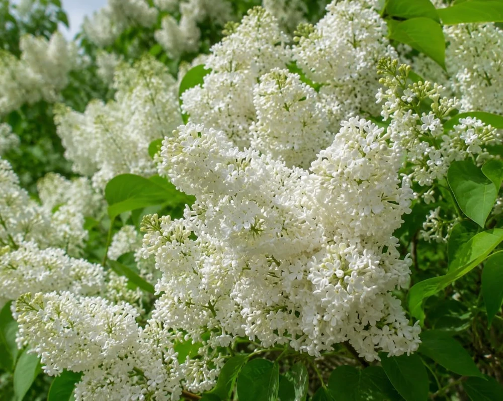 White Lilac Bush Live Plant - Fragrant Syringa Flowers, 4-inch Pot, Outdoor - Image 7