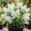 White Lilac Bush Live Plant - Fragrant Syringa Flowers, 4-inch Pot, Outdoor - Image 1