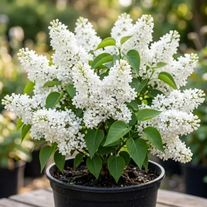 White Lilac Bush Live Plant - Fragrant Syringa Flowers, 4-inch Pot, Outdoor - Image 1