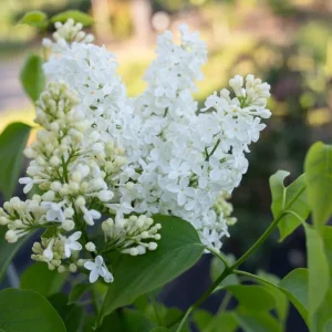 White Lilac Bush Live Plant - Syringa vulgaris - Fragrant Shrub - 4