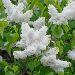 White Lilac Bush Live Plant - Syringa vulgaris - Fragrant Shrub - 4