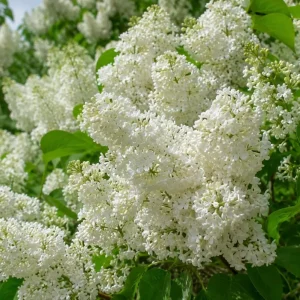 White Lilac Bush Live Plant - Syringa vulgaris - Fragrant Shrub - 4
