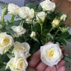 White Mini Rose Live Plant – Starter Size – 4-8 inches – Potted Houseplant - Image 1