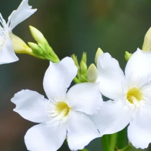 White Oleander Live Plant - 12