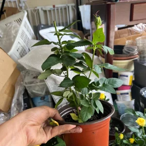 White Rose Live Plant Starter – 4-10 inch Tall Bush – Outdoor Flowering Shrub - Image 2