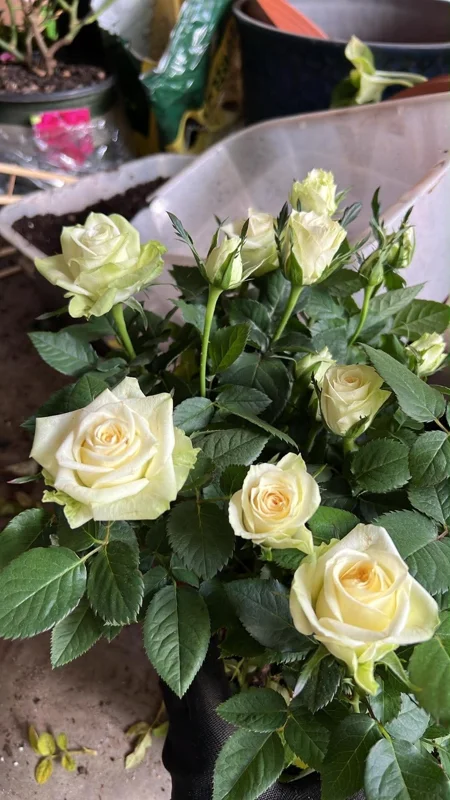White Rose Live Plant Starter – 4-10 inch Tall Bush – Outdoor Flowering Shrub - Image 1