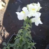 White Snapdragon Live Plant Set - 6 Plants, 3-inch Pots, Outdoor Flowers - Image 1
