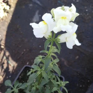 White Snapdragon Live Plant Set - 6 Plants, 3-inch Pots, Outdoor Flowers - Image 1