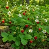 Wild Strawberry Live Plant 3 Pack - Fragaria virginiana - Well Rooted 3-inch Pots - Image 1