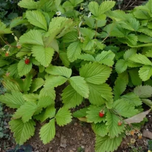 Wild Strawberry Live Plant 3 Pack - Fragaria virginiana - Well Rooted 3-inch Pots - Image 6