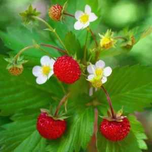 Wild Strawberry Live Plant 3 Pack - Fragaria virginiana - Well Rooted 3-inch Pots - Image 7