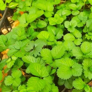 Wild Strawberry Live Plants - Fragaria Virginiana - 2 Pack, 3 Inch Pot, Winter Hardy, Edible Red Fruit - Image 4