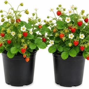 Wild Strawberry Live Plants - Fragaria Virginiana - 2 Pack, 3 Inch Pot, Winter Hardy, Edible Red Fruit - Image 1