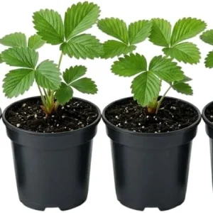Wild Strawberry Plant - Fragaria Virginiana Live Plant - 3 Inch Pot - Winter Hardy - Image 2