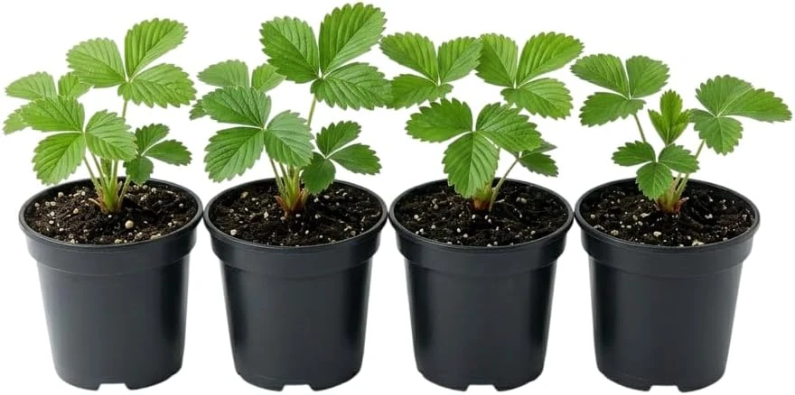 Wild Strawberry Plant - Fragaria Virginiana Live Plant - 3 Inch Pot - Winter Hardy - Image 2