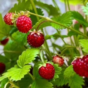Wild Strawberry Plant - Fragaria Virginiana Live Plant - 3 Inch Pot - Winter Hardy - Image 3