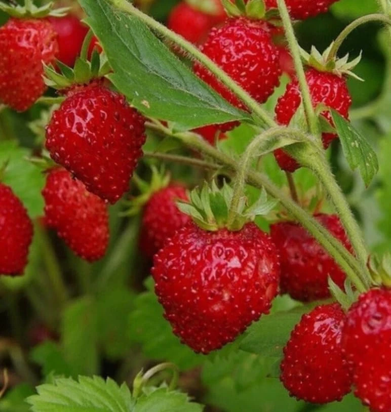 Wild Strawberry Plant - Fragaria Virginiana Live Plant - 3 Inch Pot - Winter Hardy - Image 6