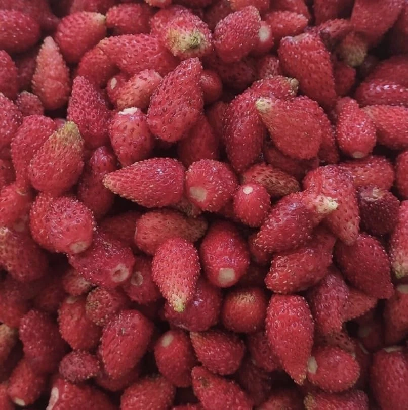 Wild Strawberry Plant - Fragaria Virginiana Live Plant - 3 Inch Pot - Winter Hardy - Image 7