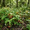 Wild Strawberry Plant - Fragaria Virginiana Live Plant - 3 Inch Pot - Winter Hardy - Image 1