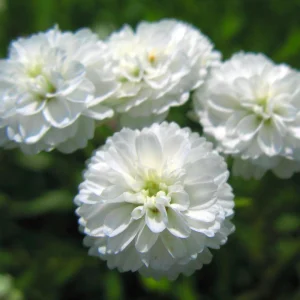 Yarrow 'Marshmallow' Live Starter Plant - Achillea, Sugar-White Flowers, Drought Tolerant, 2.5x3.5 Inch Pot - Image 2