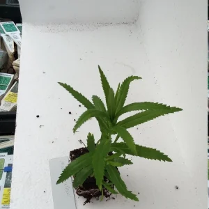 Yarrow 'Marshmallow' Live Starter Plant - Achillea, Sugar-White Flowers, Drought Tolerant, 2.5x3.5 Inch Pot - Image 6