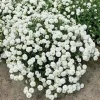 Yarrow 'Marshmallow' Live Starter Plant - Achillea, Sugar-White Flowers, Drought Tolerant, 2.5x3.5 Inch Pot - Image 1