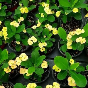 Yellow Crown of Thorns Live Plant - Euphorbia Milii - 4 Inch Pot - Indoor/Outdoor Shrub - Image 2