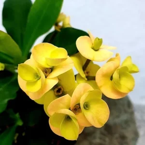 Yellow Crown of Thorns Live Plant - Euphorbia Milii, 4 Inch Pot, Indoor/Outdoor - Image 2