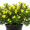 Yellow Crown of Thorns Live Plant - Euphorbia Milii, 4 Inch Pot, Indoor/Outdoor - Image 1