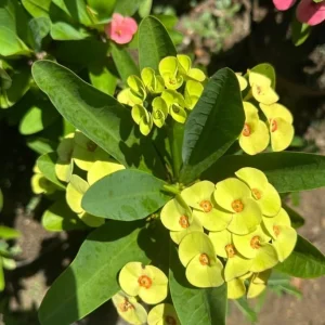 Yellow Crown of Thorns Live Plant - Euphorbia Milii, 4 Inch Pot, Indoor/Outdoor - Image 4