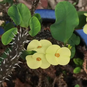 Yellow Crown of Thorns Live Plant - Euphorbia Milii - 4 Inch Pot - Indoor/Outdoor Shrub - Image 4
