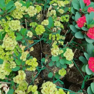 Yellow Crown of Thorns Live Plant - Euphorbia Milii - 4 Inch Pot - Indoor/Outdoor Shrub - Image 6