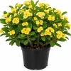 Yellow Crown of Thorns Live Plant - Euphorbia Milii - 4 Inch Pot - Indoor/Outdoor Shrub - Image 1
