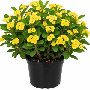 Yellow Crown of Thorns Live Plant - Euphorbia Milii - 4 Inch Pot - Indoor/Outdoor Shrub - Image 1