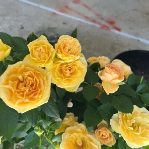 Yellow Mini Rose Starter Live Plant - 3-6 inch Miniature Rose - Image 2