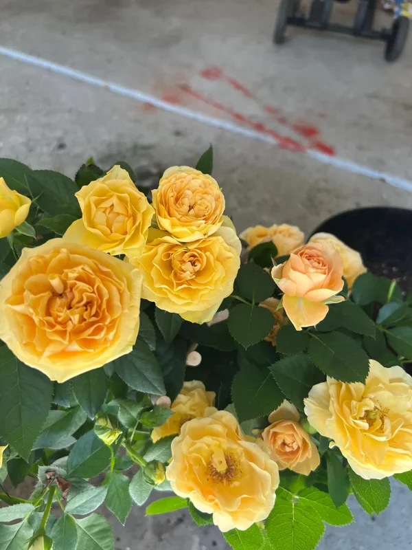 Yellow Mini Rose Starter Live Plant - 3-6 inch Miniature Rose - Image 2