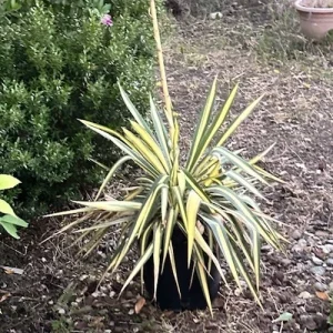 Yucca Adams Needle Succulent Live Plant - Variegated, Bare Root, 12