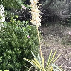 Yucca Adams Needle Succulent Live Plant - Variegated, Bare Root, 12