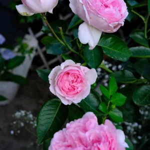 Yves Clair Rose Live Plant - Fragrant Light Pink Double Petals - Repeat Bloomer for Gardens - Image 2