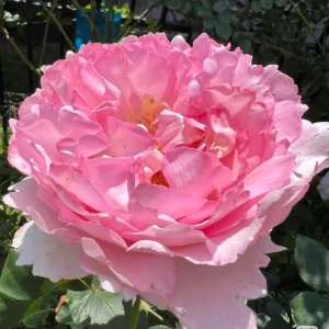 Yves Clair Rose Live Plant - Fragrant Light Pink Double Petals - Repeat Bloomer for Gardens - Image 3