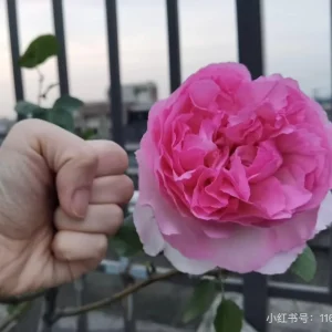Yves Clair Rose Live Plant - Fragrant Light Pink Double Petals - Repeat Bloomer for Gardens - Image 4