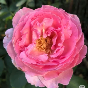 Yves Clair Rose Live Plant - Fragrant Light Pink Double Petals - Repeat Bloomer for Gardens - Image 5
