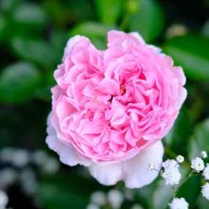 Yves Clair Rose Live Plant - Fragrant Light Pink Double Petals - Repeat Bloomer for Gardens - Image 6
